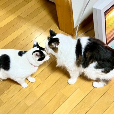 ミオ&レオくんさんのプロフィール画像