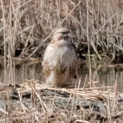 とりちゃんです、野鳥Youtube始めました🦅  📷：Nikon D5100 📸：AF-S DX NIKKOR 55-300mm f/4.5-5.6G ED VR