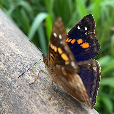 Khate_KL's profile picture. 