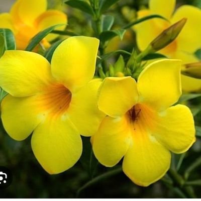 Darma25Ewi50574's profile picture. 