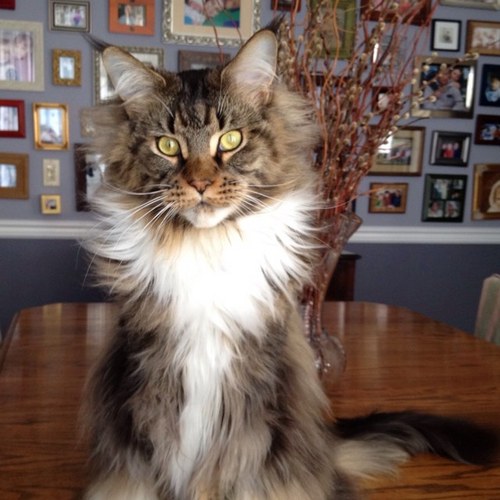 the comings and goings of a gold coast maine coon...