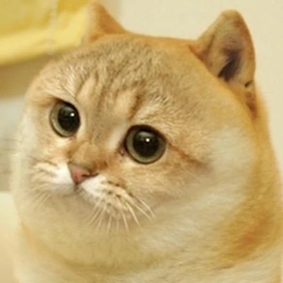 yayis9913's profile picture. 