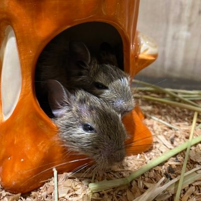 キャットルームが新しくできました✨️ わんちゃん🐶ねこちゃん🐱を始め、小動物や爬虫類たちとの触れ合いカフェ＆ペットショップです‼️生体のお問い合わせはお電話(018-802-0201)やDMまで!! 営業時間11:00~18:00(最終17:30)