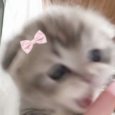 animalswithbows Profile Picture