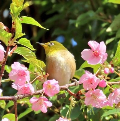 生き物が広範に好きです。最近のブームは野鳥。今はとにかく色々な鳥に会いたい。PowerShot SX70HSで見かけた鳥を撮ります。出会った鳥の記録がメインの、マイペースで ^⁠o⁠^⁠ なアカウントですが、どうぞよろしくお願いいたします。