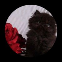 م (@m1905896951648) Twitter profile photo