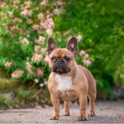 Welcome to @LoversBull33254
 We share daily #Frenchbulldog Contents
 Follow us if you really love French bulldog