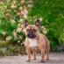 French bulldog lovers (@LoversBull33254) Twitter profile photo