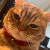 mojimann (@mojimannn) 's Twitter Profile