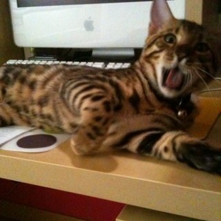 tarzanjudio's profile picture. 