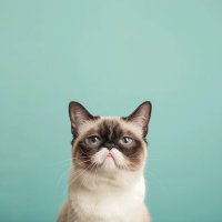 Grumpy Cat (Parody) (@grumpykittycoin) 's Twitter Profile