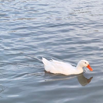 sp duck~ Profile