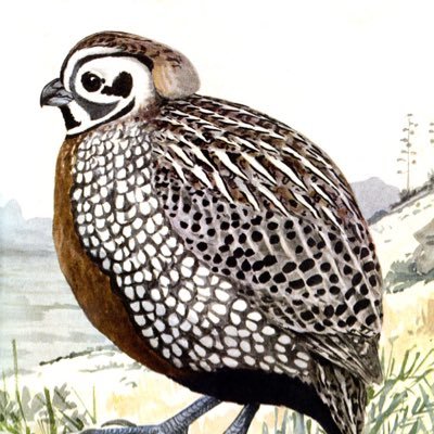 Jesseybell02's profile picture. 