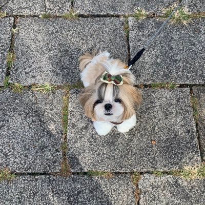 しーずーのなぎ。さんのプロフィール画像