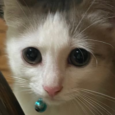 PUBGM_OREO's profile picture. PUBG モンスト たまに投稿します！フォローしてね笑