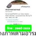 ช่างภาพตามอารมย์ (@m16_mini) Twitter profile photo ช่างภาพตามอารมย์ (@m16_mini) Twitter profile photo