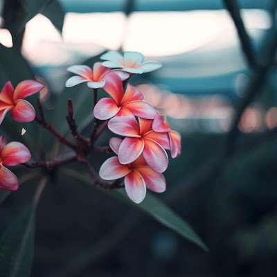Codergirl2024's profile picture. 