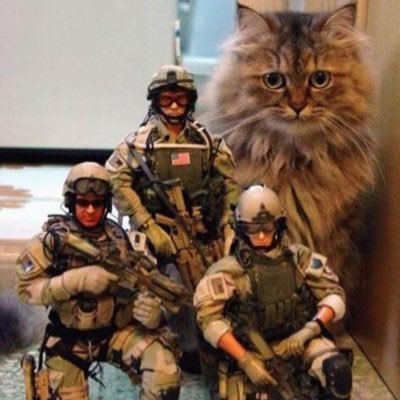 hmmmm not today solider 11 ! ! :/ #meow