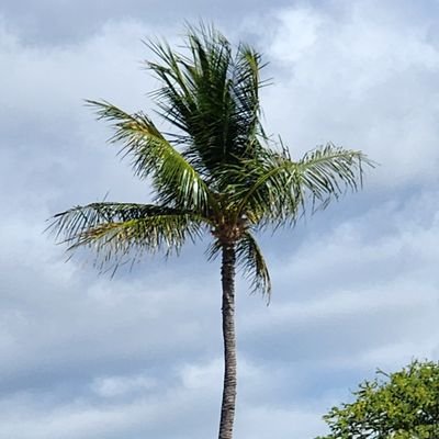 AlohaTiger22's profile picture. 