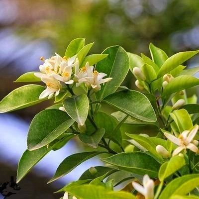 افکار منفی میان و میرن..
تو براشون چایی نریز..🚶