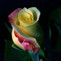 MESUT BAHTİYARIM (@mesutbahtiyarim) 's Twitter Profile Photo