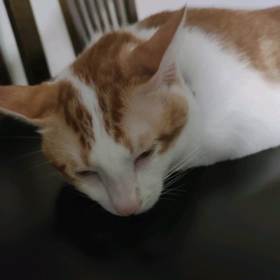 a really normal Robloxian
😼Cats lover😼
/i do giveaways so follow for not missing out /