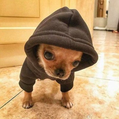 The Smallest Dog about to become the Biggest!

https://t.co/SP9zISjYFu
https://t.co/gHDaJLwNuf