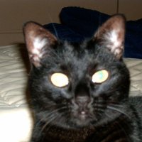ChrisBoca (@chrisattila) 's Twitter Profile