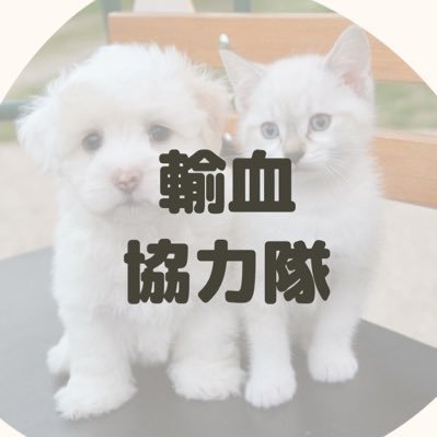 輸血が必要な犬猫さんとドナーさんを繋ぐオープンチャットを運営しております。 LINEで、いぬねこ輸血協力隊と検索して頂くと、どなたでも参加できます。皆様のご協力よろしくお願い申し上げます。