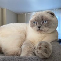 Round Cat (@roundcat) 's Twitter Profile