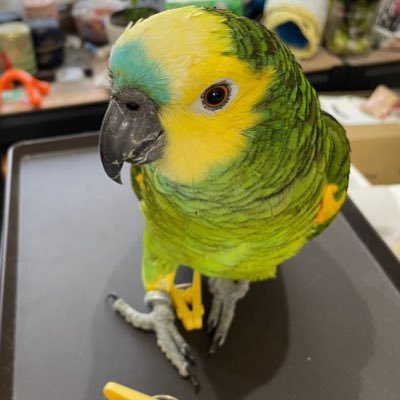 純度100%の鳥アカ‼アオボウシインコキチ。実家の2代目アオボウシ・あおぽこ♂推定4歳(2021年7月生まれ?・誕生日不明)の日常をお届け。アオボウシの気持ちを想像して呟くことが多め。精度は謎。中の人=アホタレ。鳥カフェでの記録や、自宅のコガネメキシコインコ・リリィ♀3歳半&エリーゼ♀3歳の様子もたまにup。