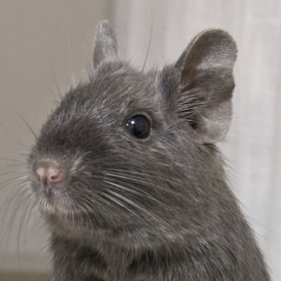 2023.9生まれ バイオレットの女の子🐭とデグーオタクの飼い主たち👧🧒