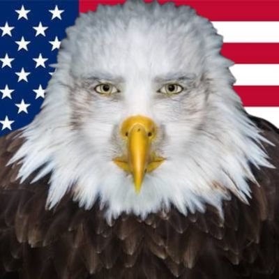 Soaring to new heights with $MARVIN the bald eagle | https://t.co/MqLB5Yh6h3 🦅 🇺🇲