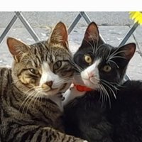 Percy & Poddles, & 🌈 Angel Winston(@at_jennieH) 's Twitter Profile Photo