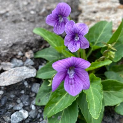 鹿児島の、ど田舎在住の太ったおばさんです。 会話ちと苦手😓無言フォローご容赦を🙇‍♀️