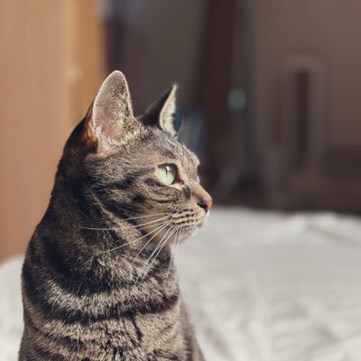 kissa0102 Profile Picture