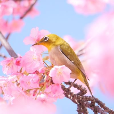 ♂🐱🦆🌸野鳥写真/花写真etc./LumixG9Pro/PENTAXK10D/千葉ロッテ/スガシカオ