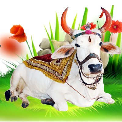 @jodhpurgaushala