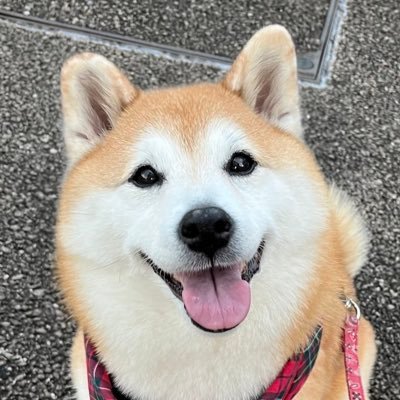 2012.9.14日生まれ。12歳♀️ちょっぴり欠けてるお耳がチャームポイント♡陸亀のゼンゾウもたまに登場…無断転載禁止です。インスタ始めました。#柴犬 #柴犬まる