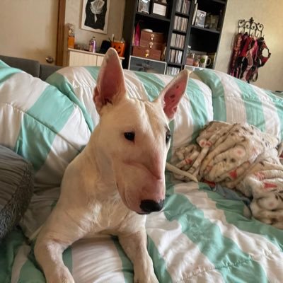 I foster bull terrier’s in the North Texas area. Fostering saves lives