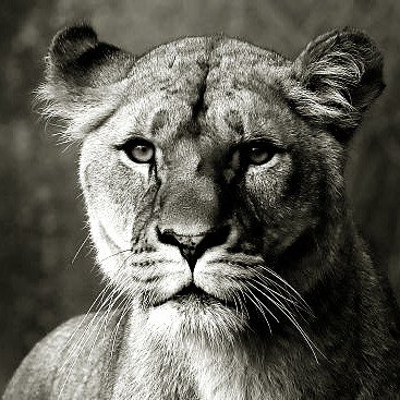 Lover of Luck(y), proud AF gf, lion tamer, obligate carnivore, Mumma of doggos, healer of pains 🫶🏼

INFJ-A 5w4 🇨🇦🇬🇧🇺🇦🇮🇱 #AmYisraelChai