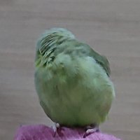 キイロシロ (@c1000keybook) 's Twitter Profile Photo