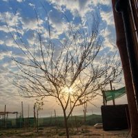 بوخالد المنصور (@meshal262719) 's Twitter Profile