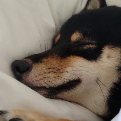 chashush's profile picture. 05 東海 情報通信