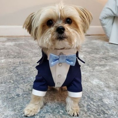 Dog Wif Suit $WIF

Flippening coming

Second Chance
