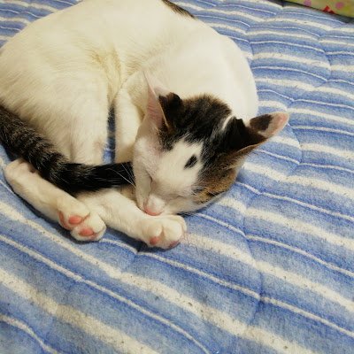 suriorosareta's profile picture. 