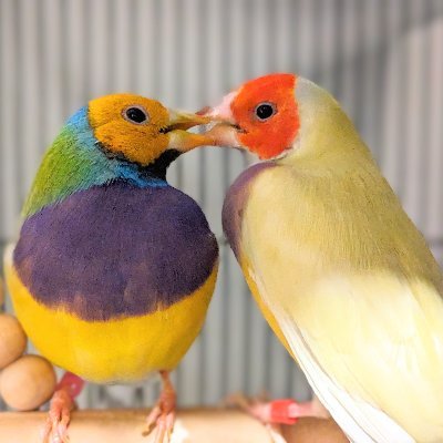 奈良県在住の愛鳥家兼フィンチブリーダー
第一種動物取扱業
コキンチョウや十姉妹の他、コザクラ、セキセイ、オカメ、コガネメキシコ、文鳥を飼養