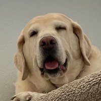 Ranger (@rangerswagshack) 's Twitter Profile Photo Ranger (@rangerswagshack) 's Twitter Profile Photo