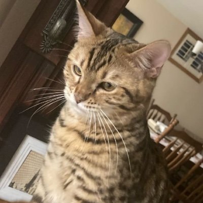 gracgracgac's profile picture. NEVER ACTIVE.