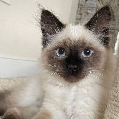 IsadoraLobinho's profile picture. 